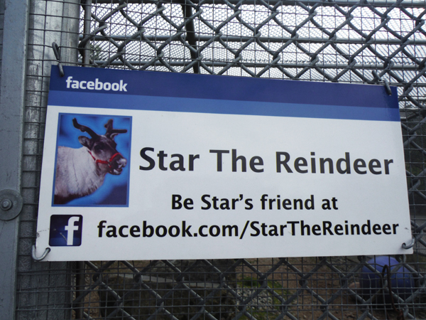 Star the Reindeer sign